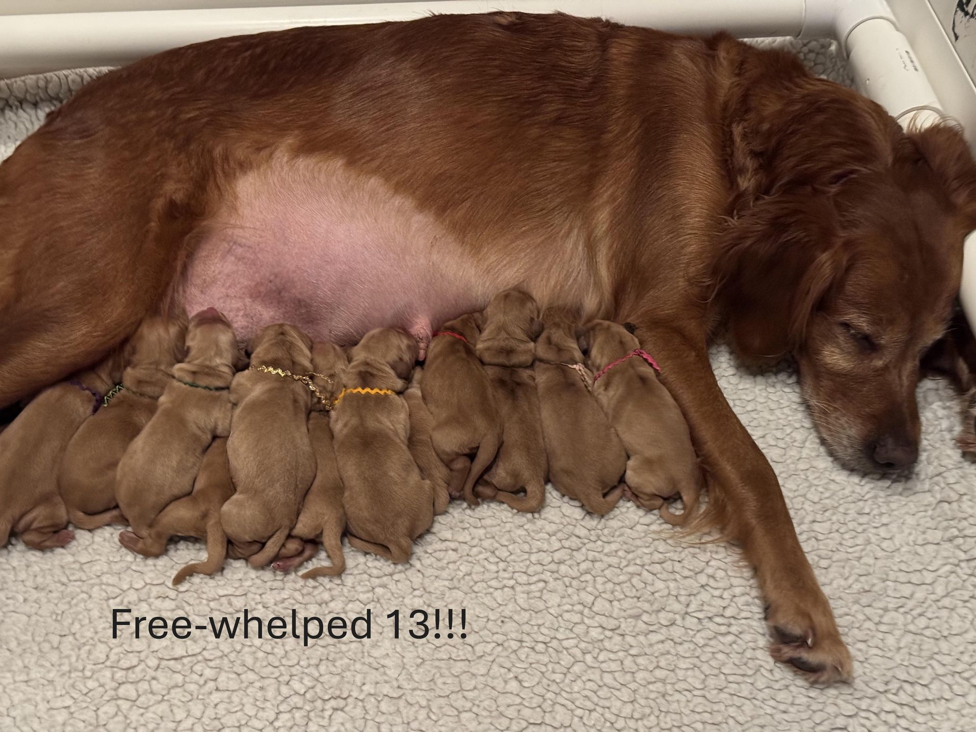 A dog is laying down with a bunch of puppies nursing