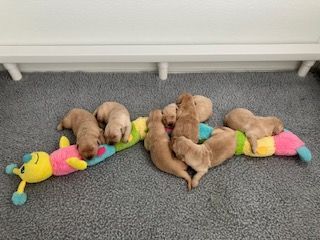 A group of puppies laying on the floor next to a stuffed animal.