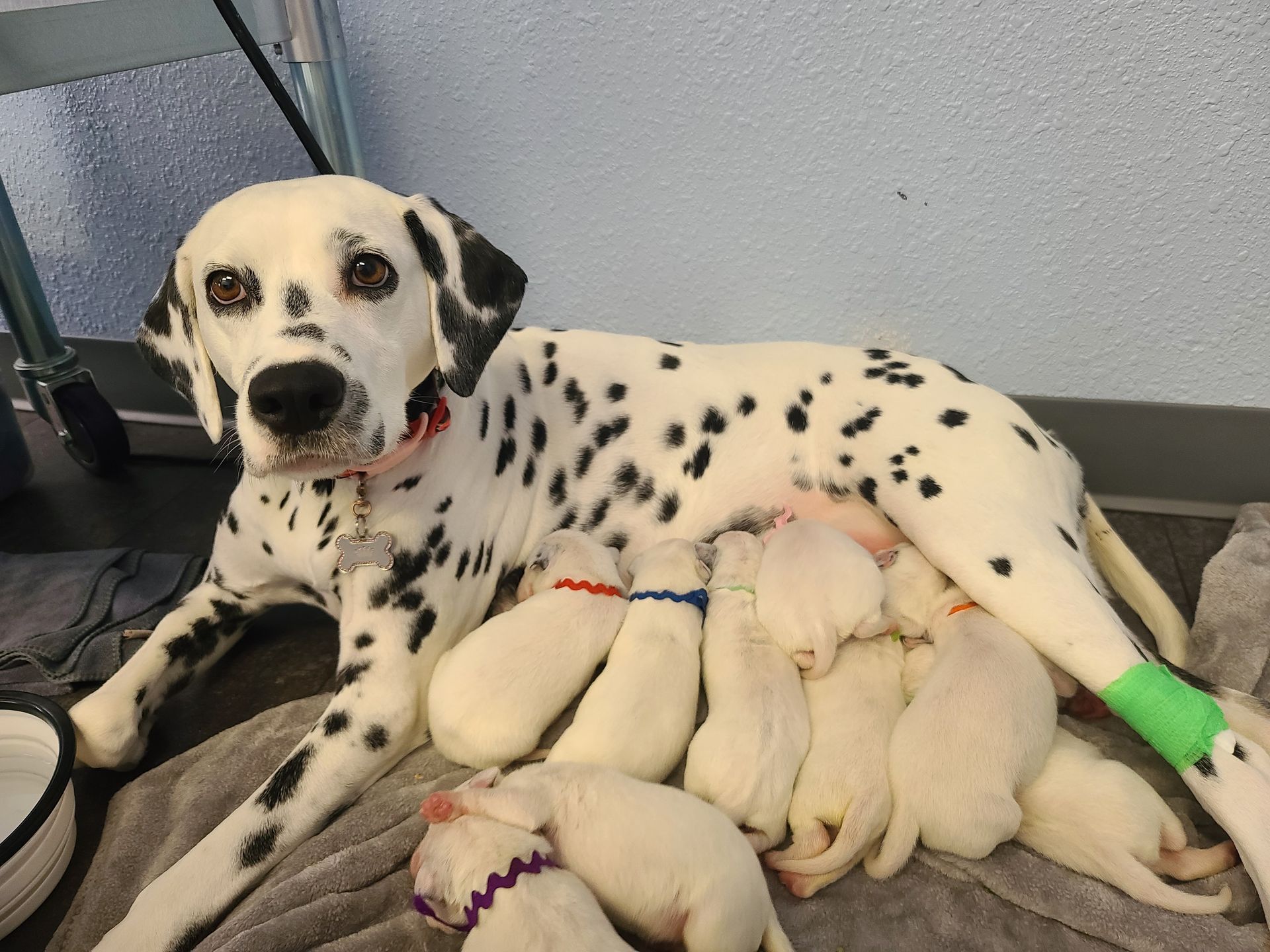 A dalmatian dog is nursing her puppies on a blanket