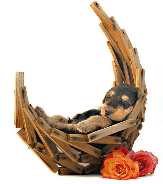 A puppy is sleeping in a wooden basket next to roses