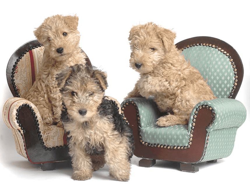 Three puppies are sitting in small chairs on a white background