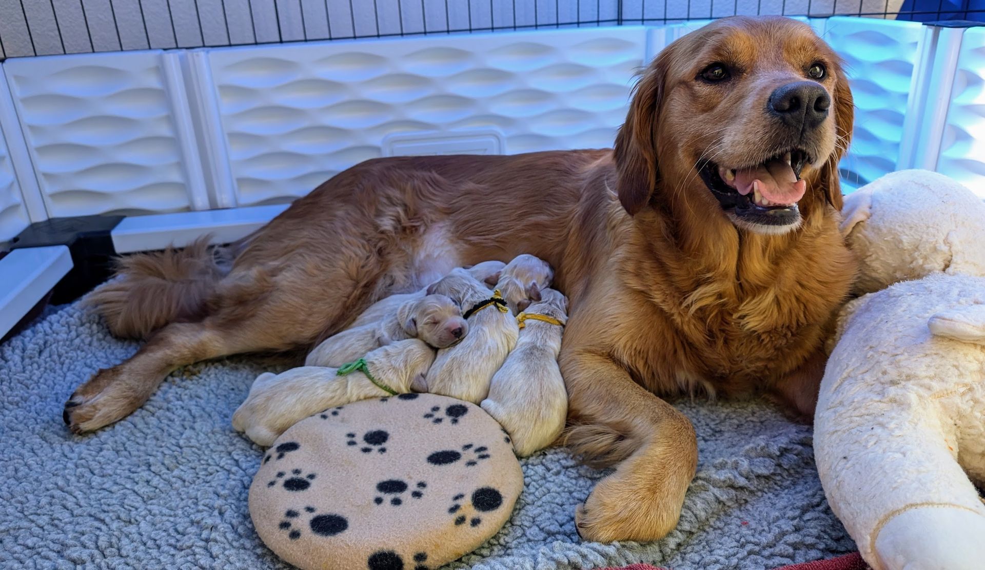 A dog is laying on the ground next to stuffed animals.