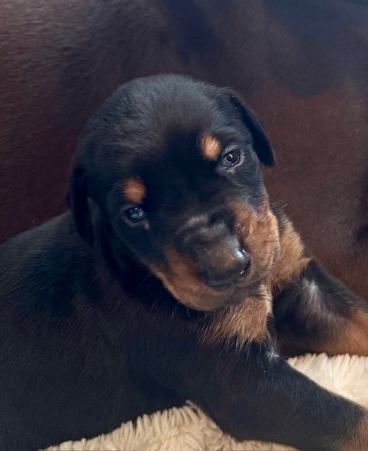 A black and brown puppy is laying on a couch looking at the camera.