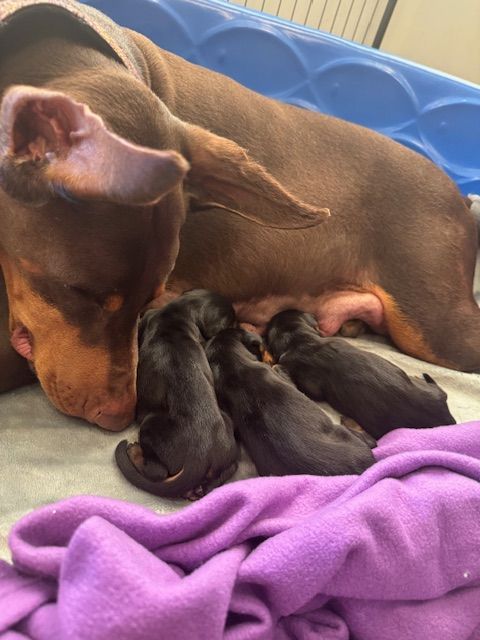 A brown dog is laying on a bed with three puppies.