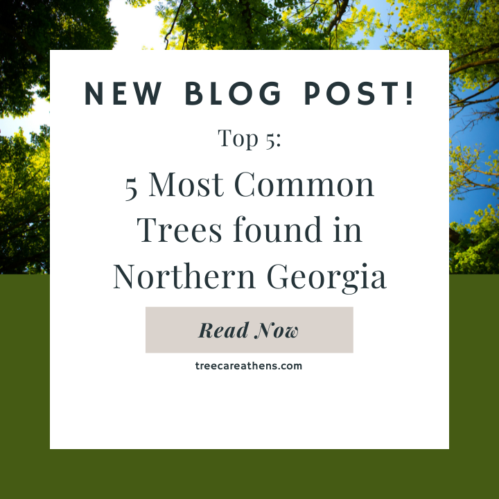 photo of blog thumbnail for the most common trees in northern georgia