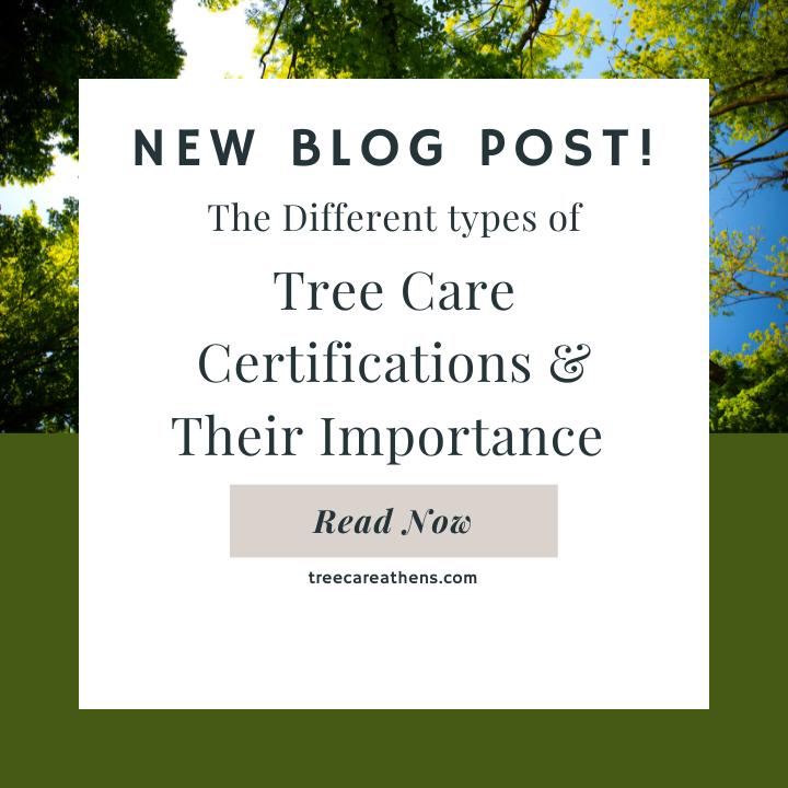 Tree company certifications