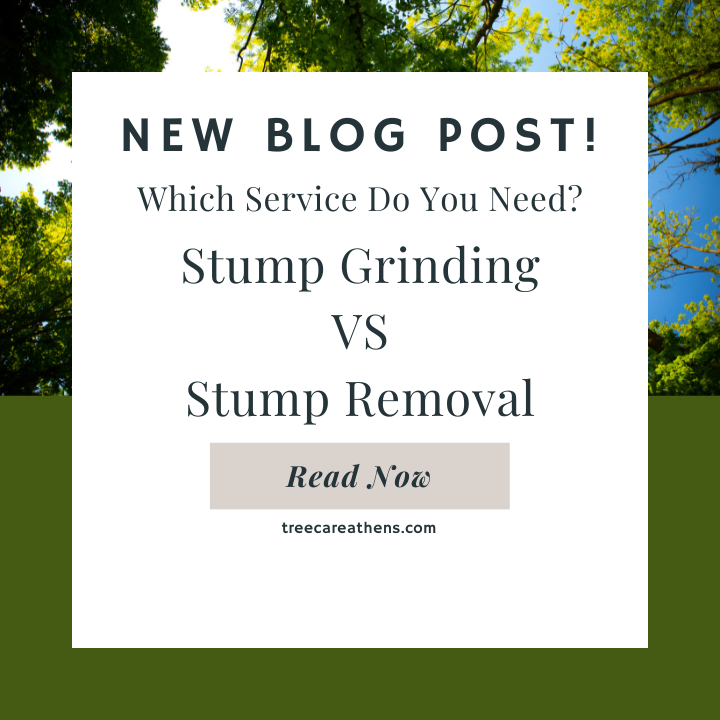 Stump Grinding and Stump Removal