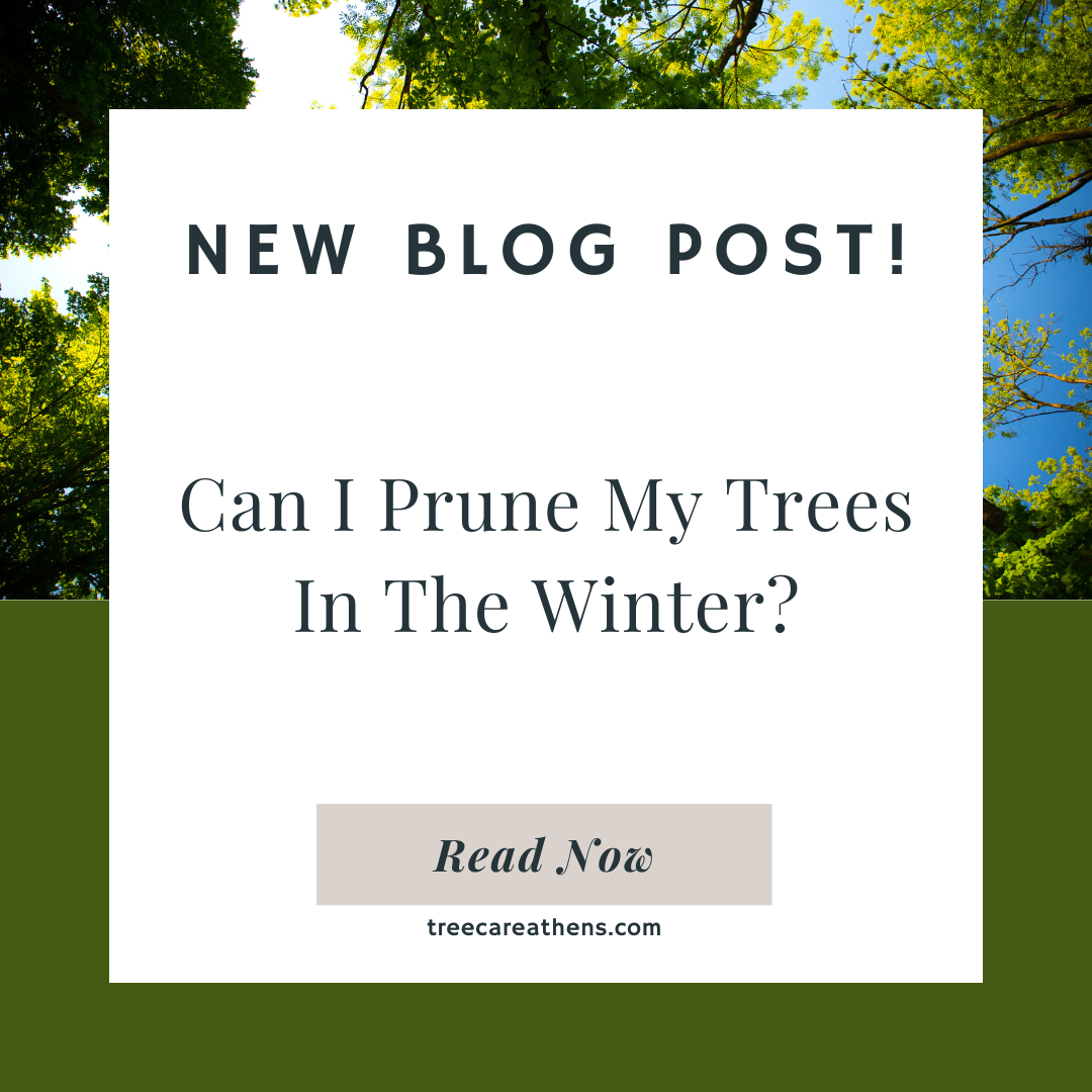 Should you prune your trees in the winter?