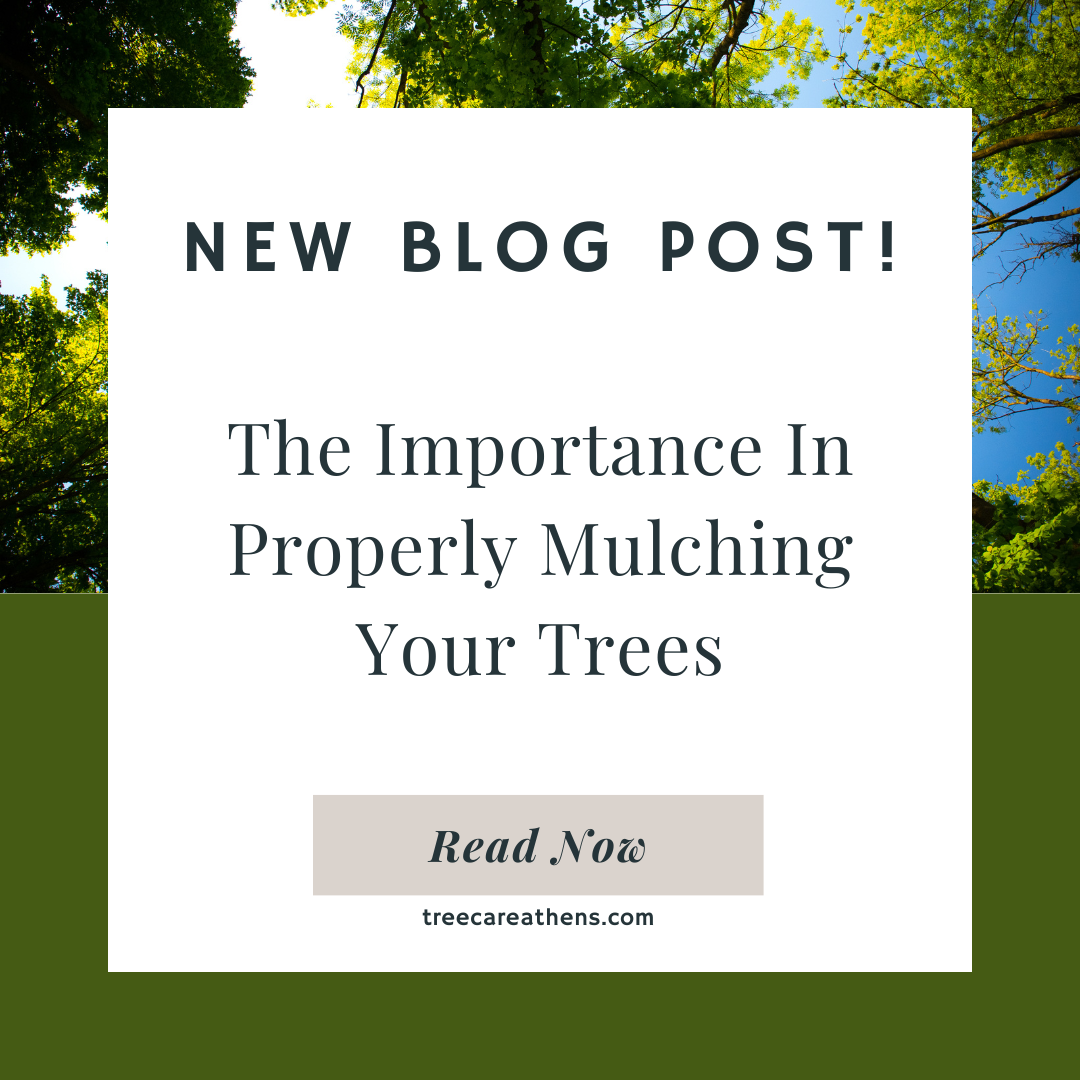 blog post thumbnail for: The Importance of Mulching your Trees