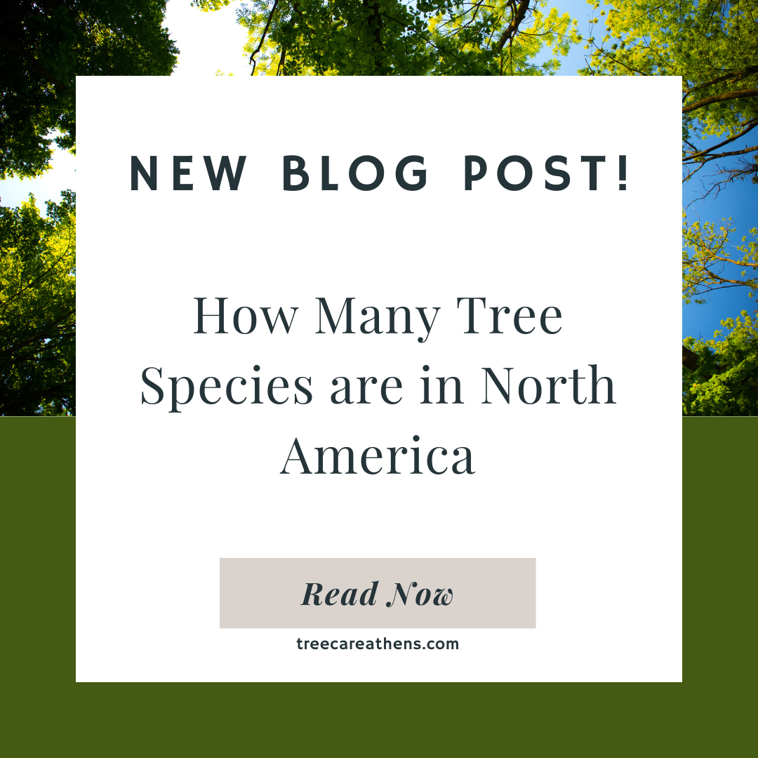 How Many Tree Species are there in North America?