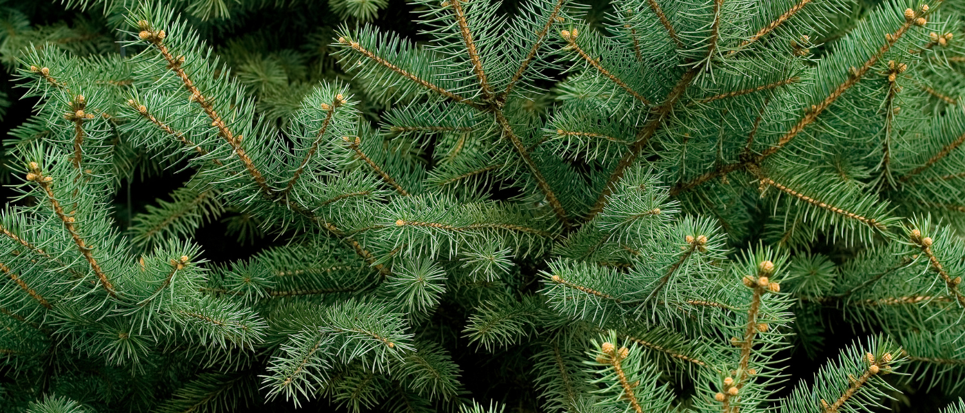 photo of a healthy green pine tree branch