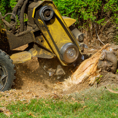 picture of tree stump that will need to be grinded down or pulled out