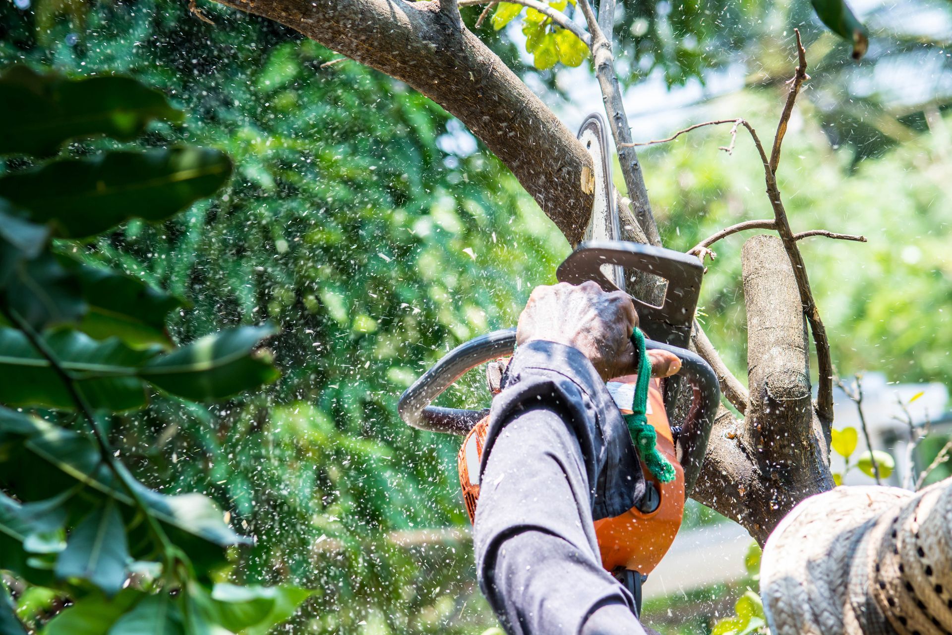 Chainsaw trimming tree limbs during pruning service.
