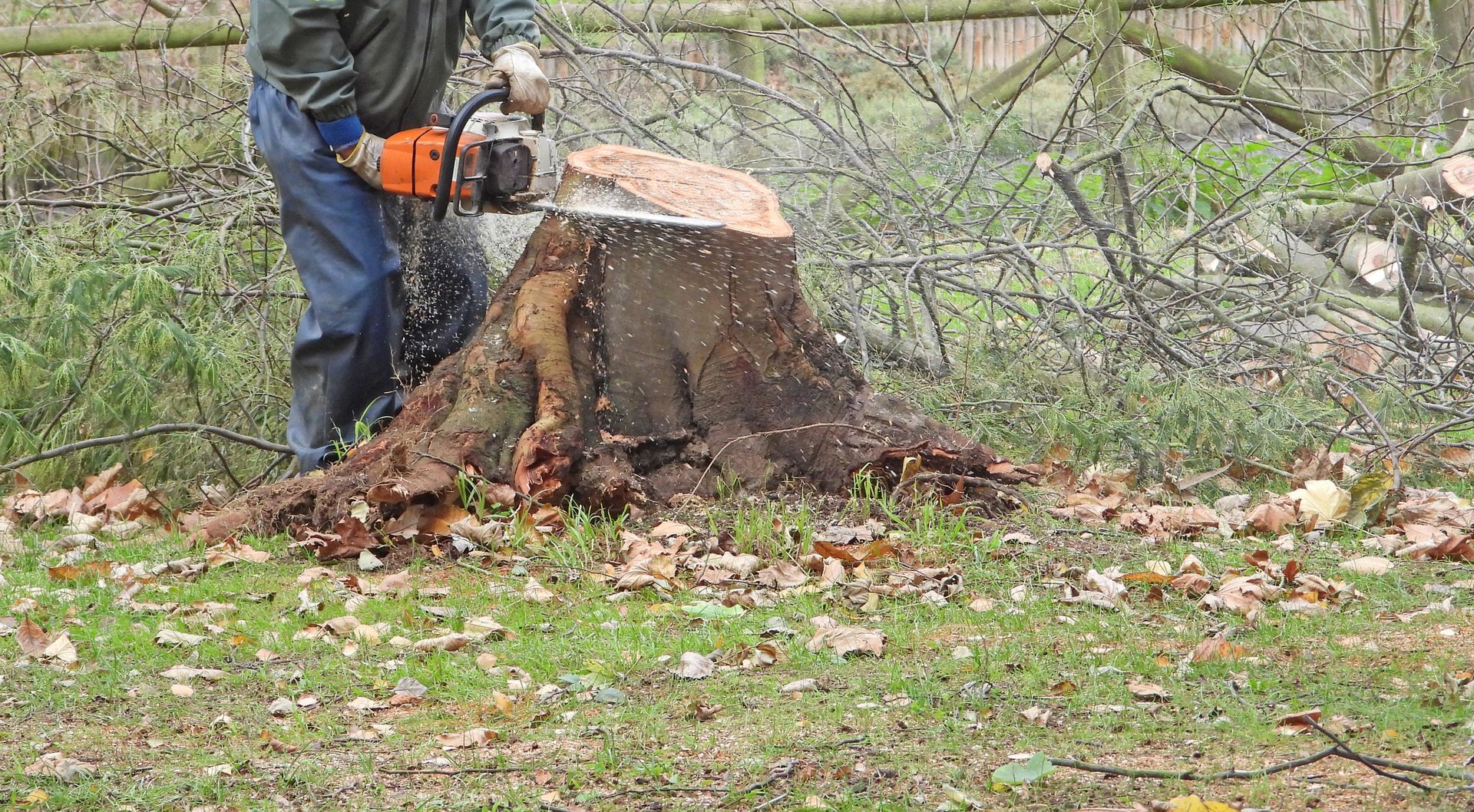 In a forested area, a man uses a chainsaw to cut down a tree in preparation for tree removal. In a forested area, a man uses a chainsaw to cut down a tree in preparation for tree removal.