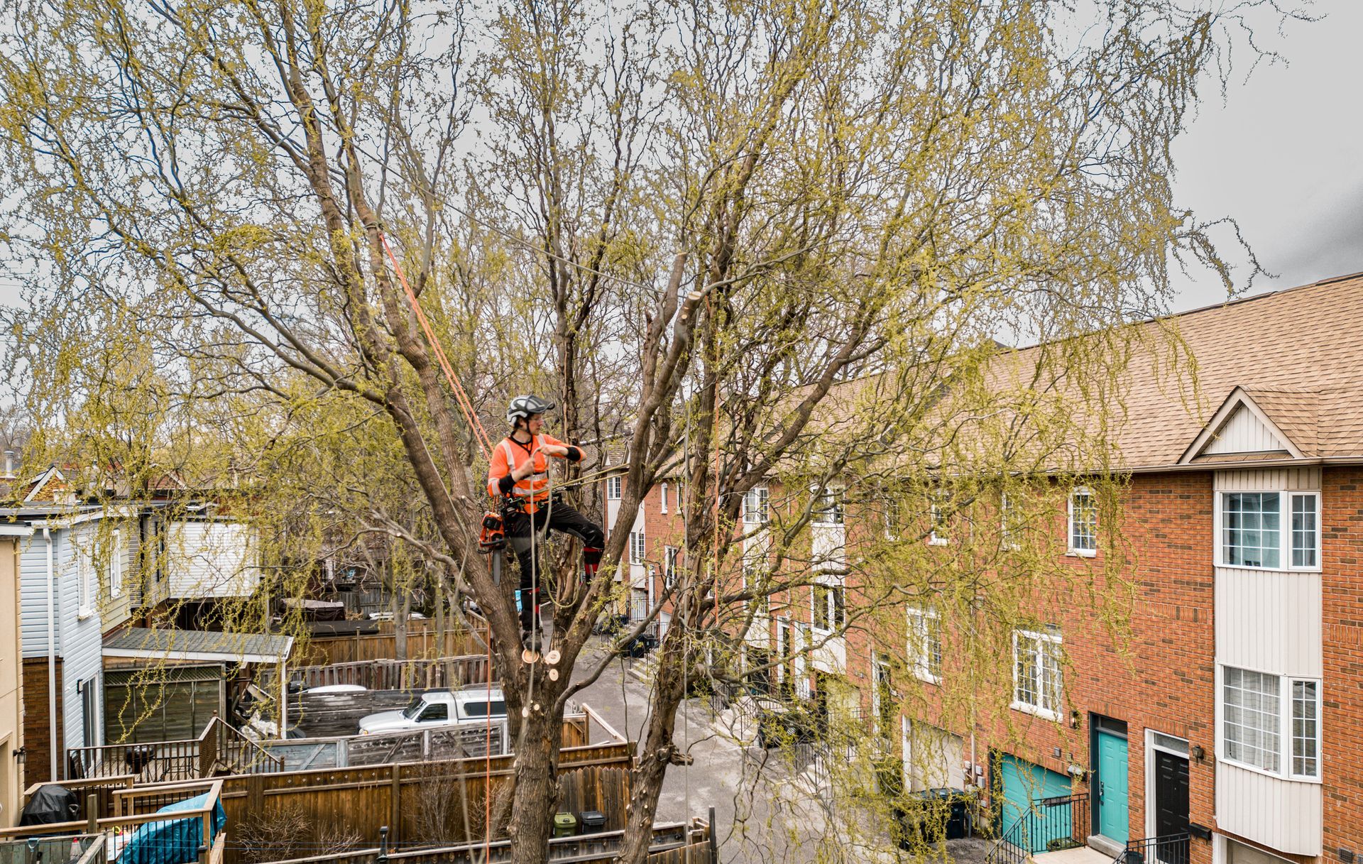 A tree climber wearing safety gear prunes a large tree in a residential area, near a brick building.