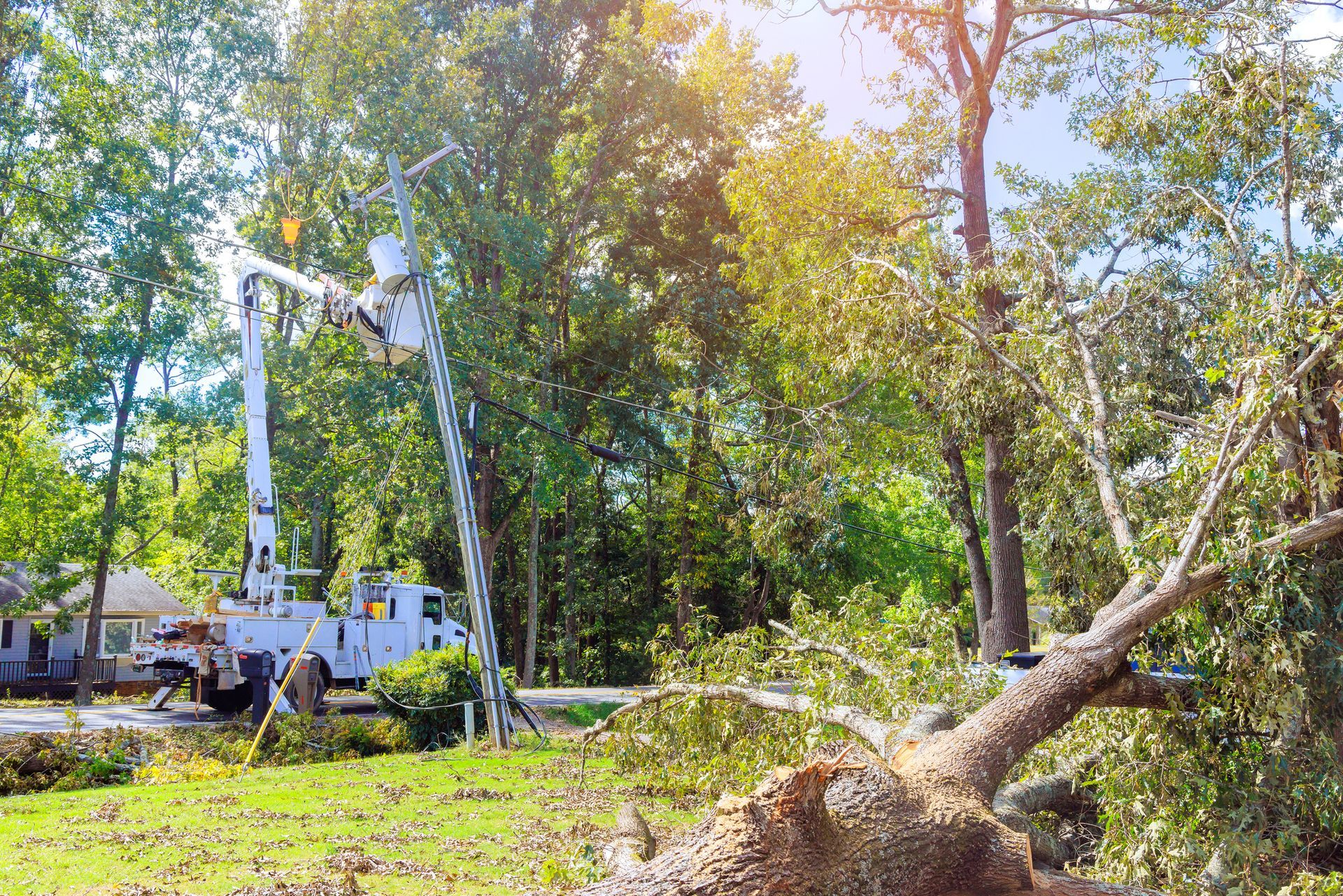 Tree service truck cutting branches from a fallen tree. Green grass, blue sky.