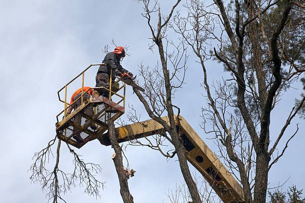 Worker in lift trimming tree branches with safety gear during professional tree removal service.
