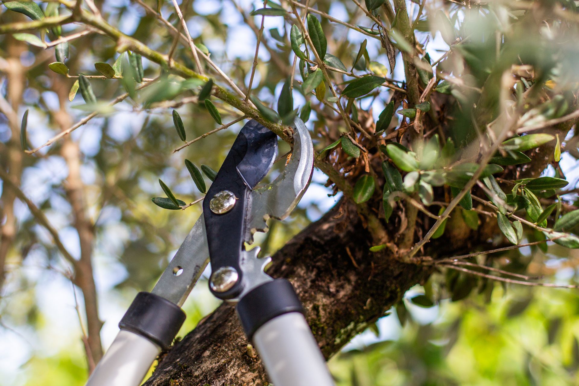 Pruning shears cutting a branch on a tree, with a blurred background of leaves and sky.