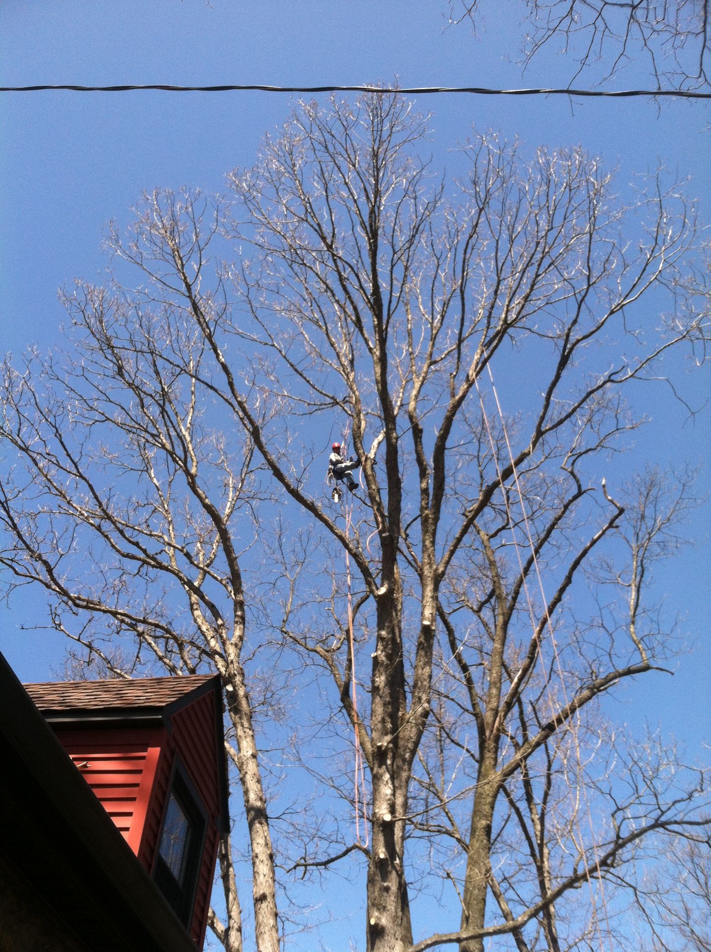 Hand pruners cutting branches on a tree.