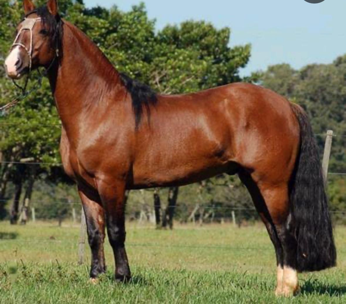 https://www.comprerural.com/cavalo-crioulo-lanca-app-com-informacoes-da-raca/