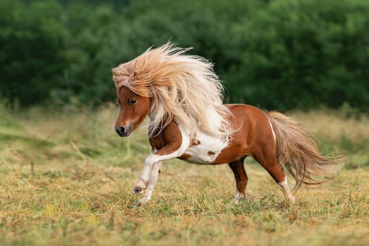 https://pethelpful.com/pet-news/horses-comfort-grieving-baby