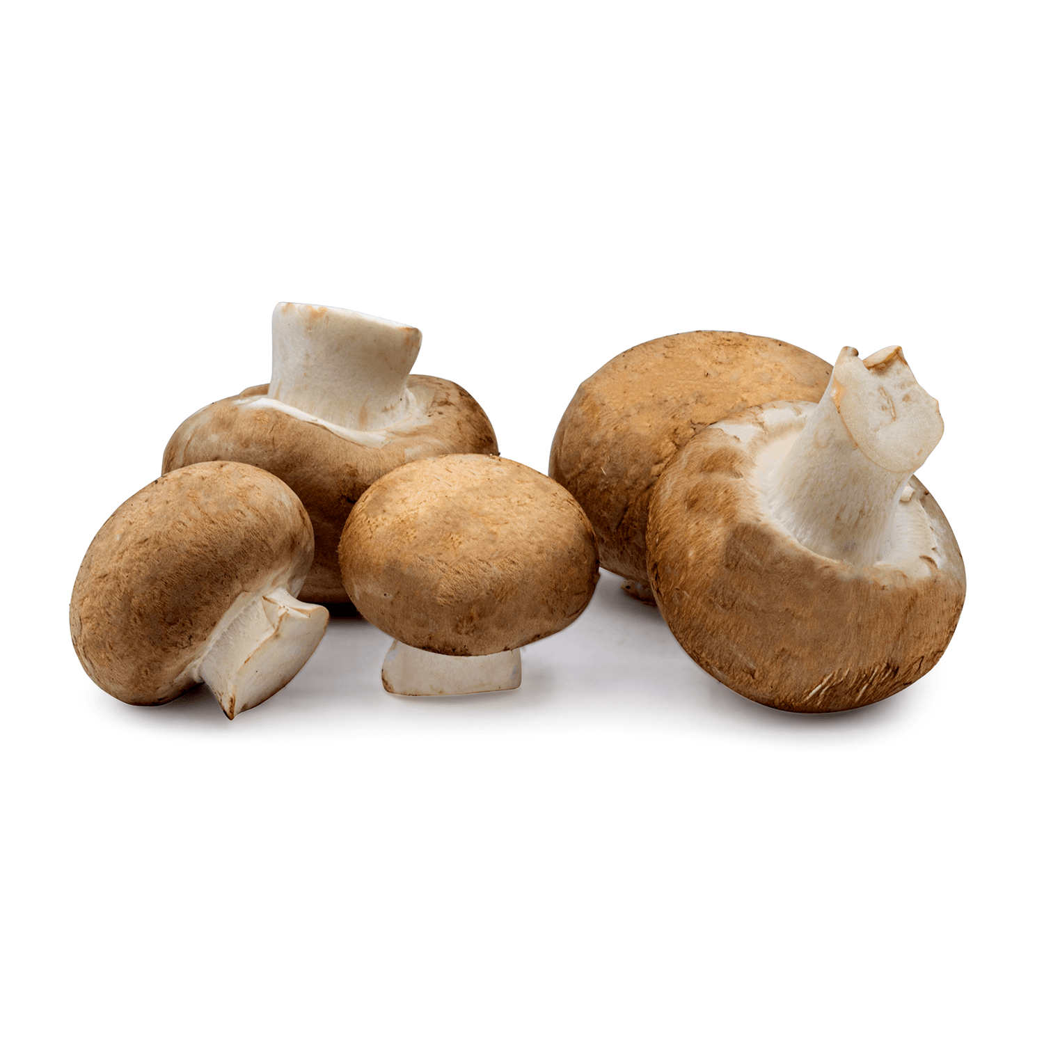 Kastanjechampignon