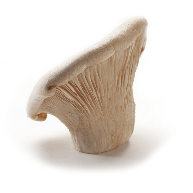 Mushroom abalone 10 Popular
