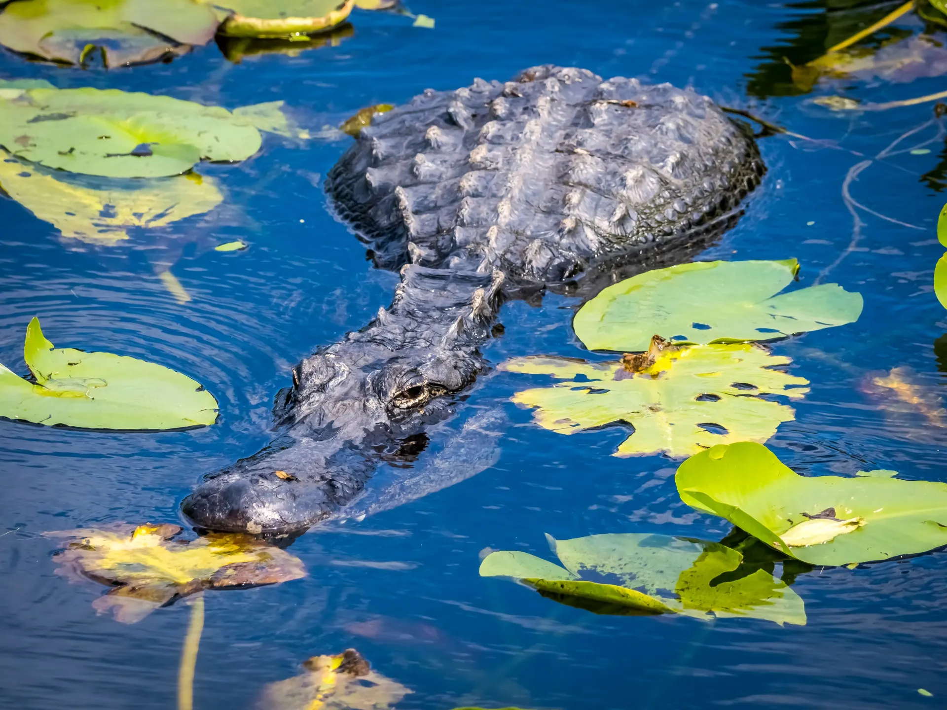 Everglades alligator swimming in the Florida Everglades wetlands during an Everglades airboat tour