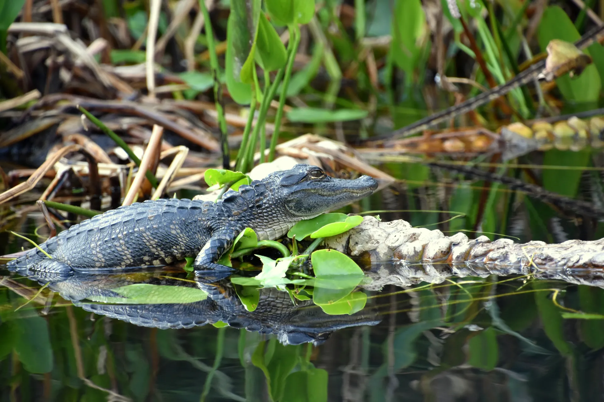 American alligator resting in the Florida Everglades wetlands seen during Everglades airboat tours