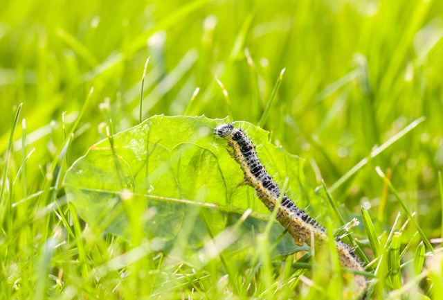 A caterpillar is crawling on a leaf in the grass.