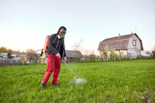A person is planting plants in a garden.