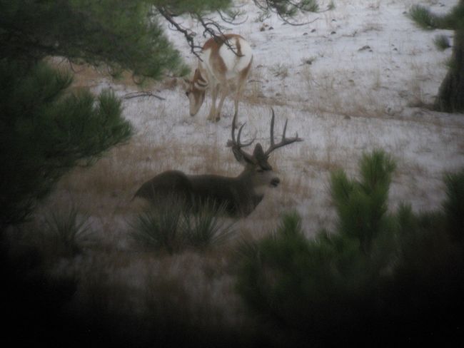 A deer and a doe are standing in the snow