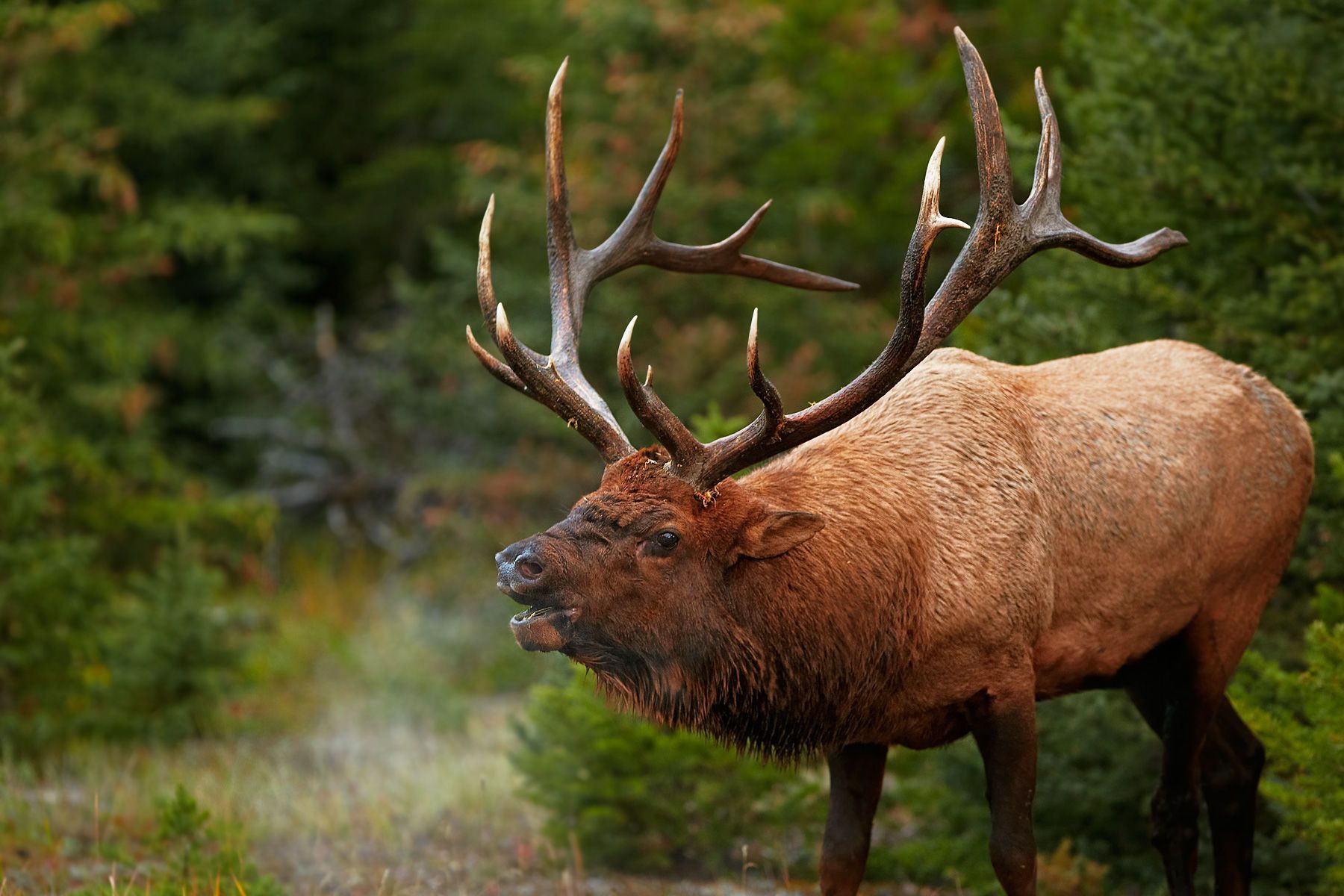 A large elk with antlers is standing in the woods.