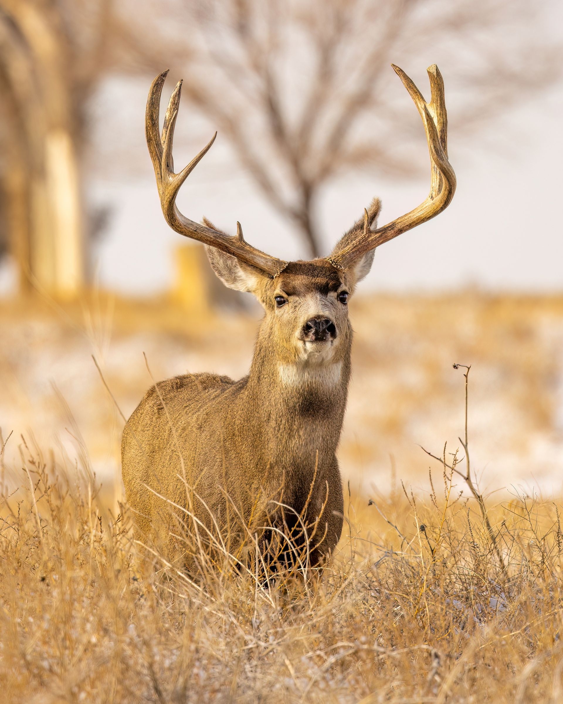A deer with antlers is standing in a field of tall grass.