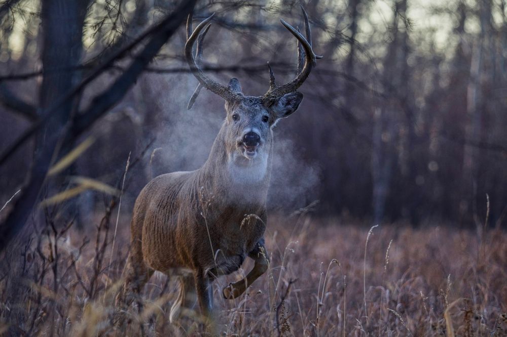 A deer is running through a field with smoke coming out of its mouth.