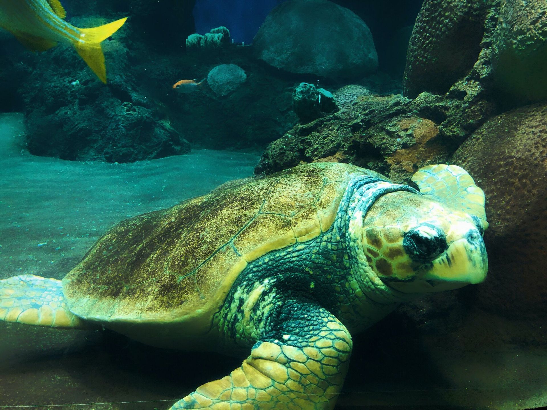 a sea turtle is laying on the ground in an aquarium .