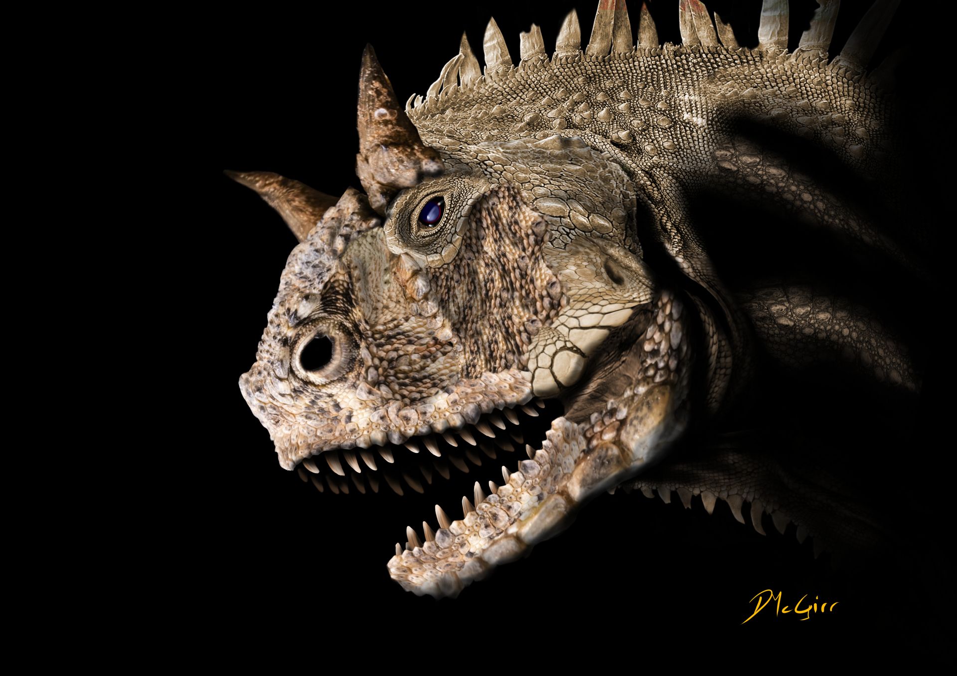 A close up of a dinosaur 's head with horns on a black background.