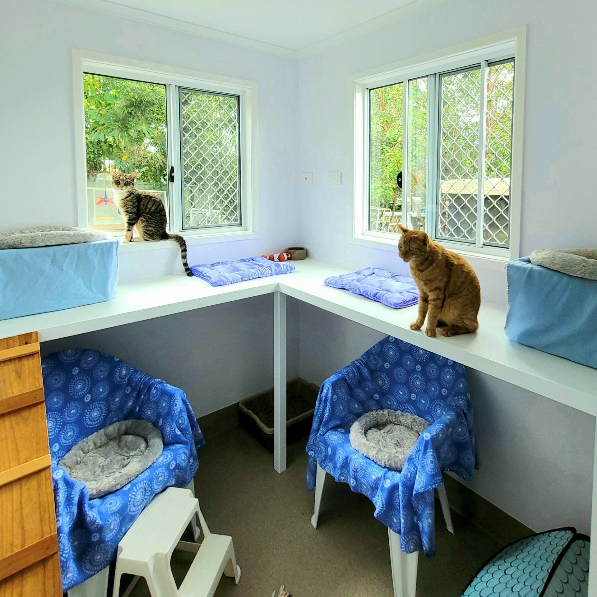 Ginger Relaxing — Cattery Services in Beerburrum, QLD