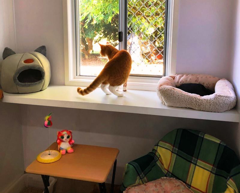 Cat Looking Out Window — Cattery Services in Beerburrum, QLD