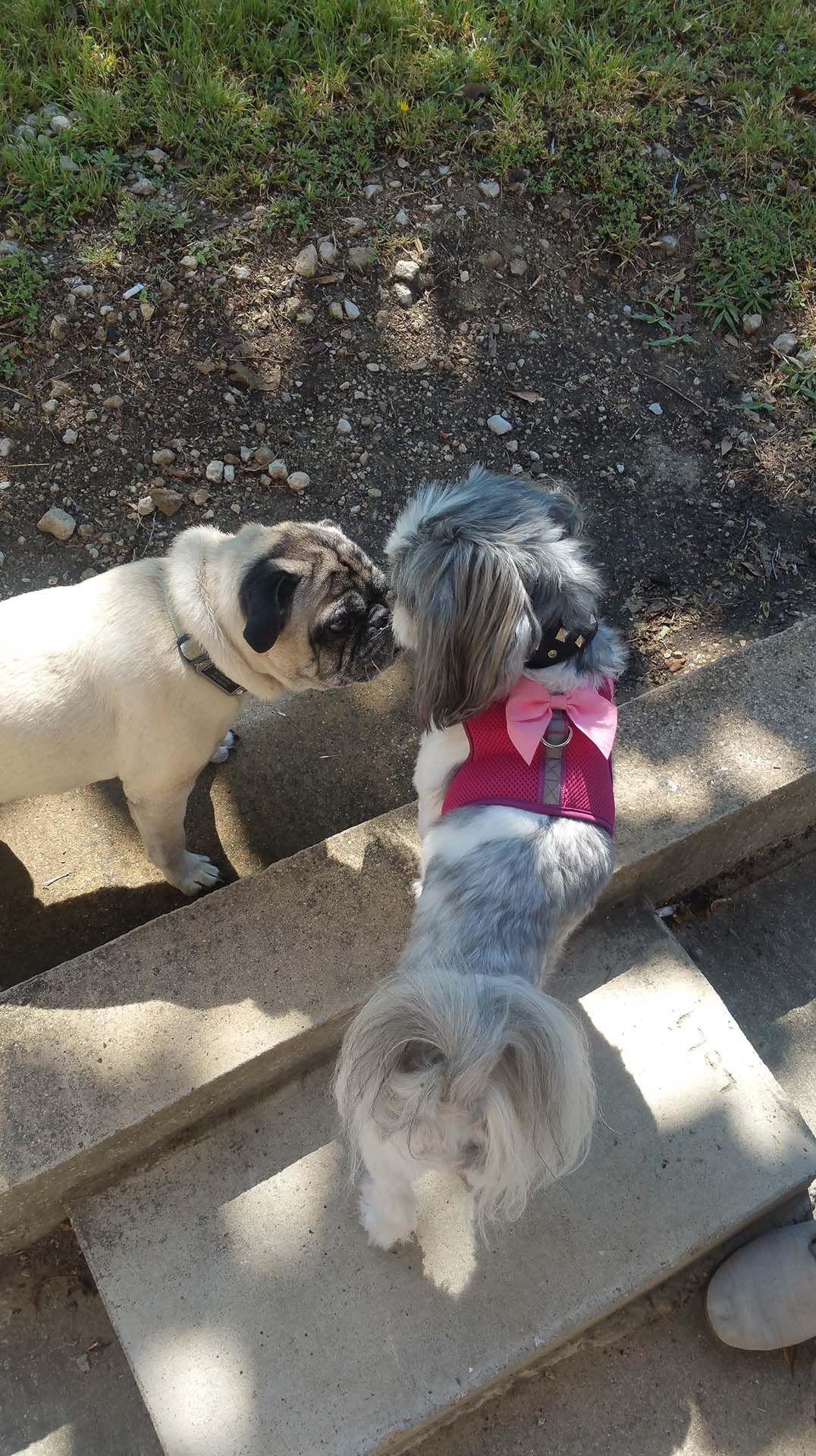 Three dogs are standing next to each other