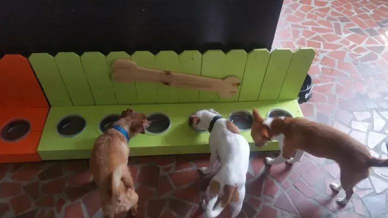 Three dogs are eating from a bowl on a tiled floor
