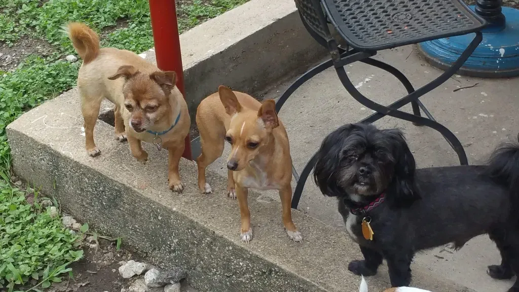 Three small dogs standing next to each other on a sidewalk