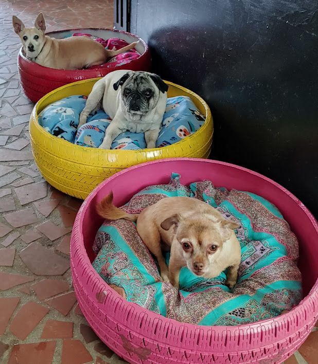 Three dogs are laying in colorful dog beds made out of tires