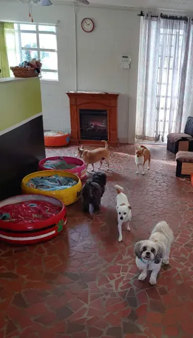 A group of dogs are standing in a living room next to a fireplace