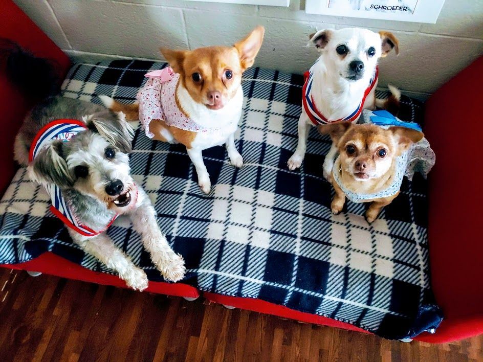 A group of dogs are sitting on top of a dog bed