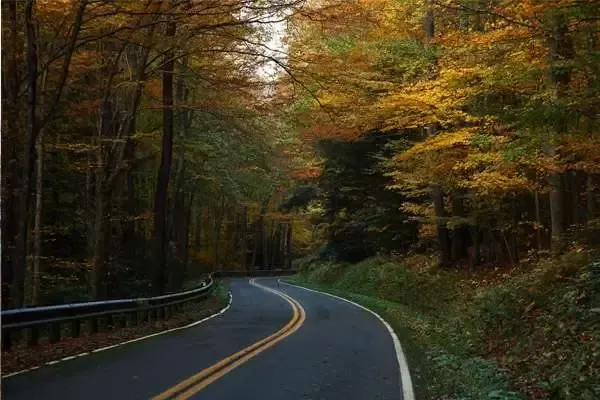 Winding road through forest with autumn foliage; road is black, leaves are gold and brown.