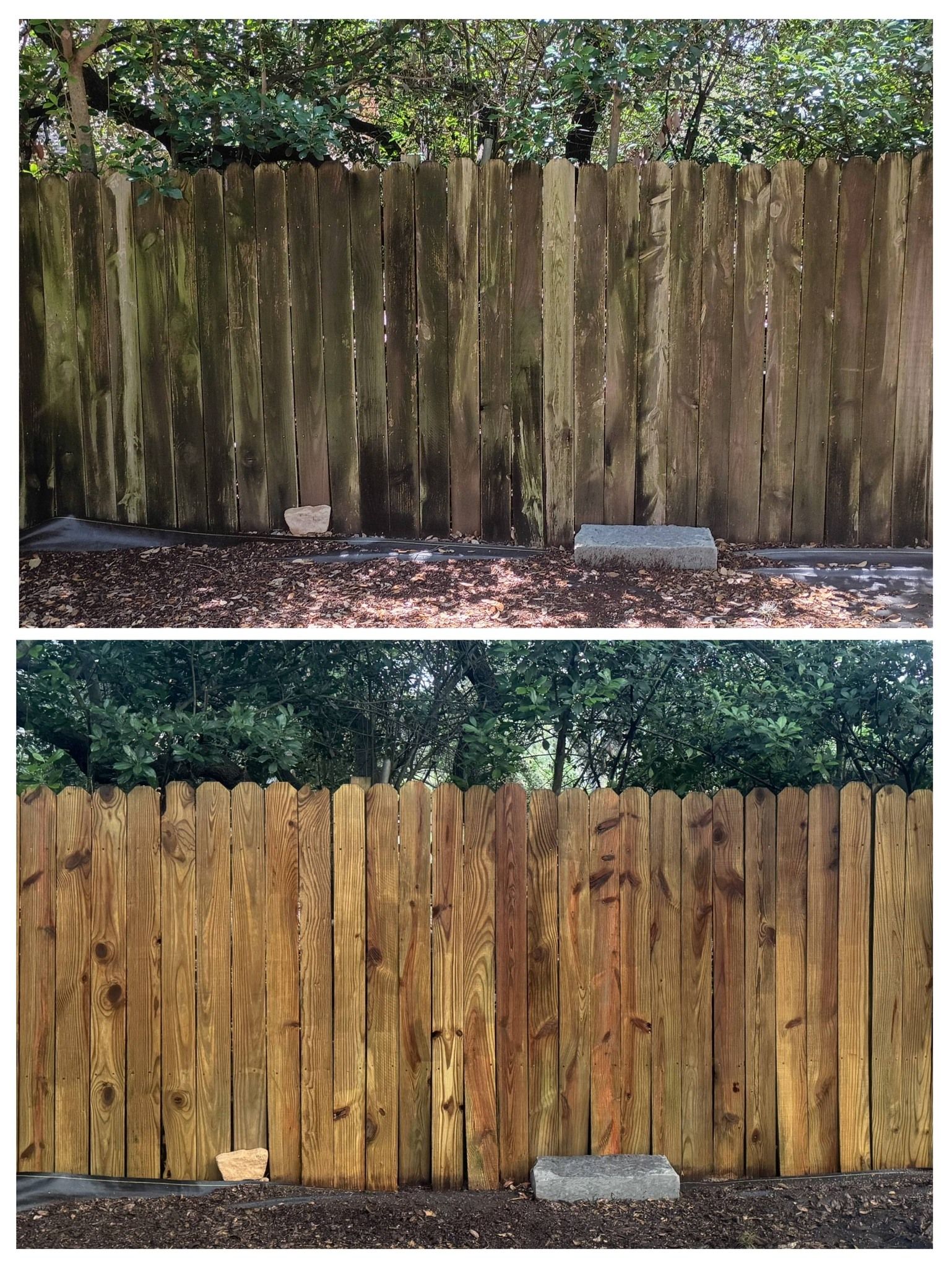 Before and after view of a wooden fence cleaned of green algae and dirt to restore its natural brown color.