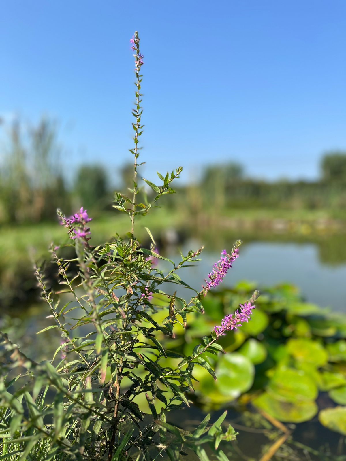 le green de l'hôtel Cosmera