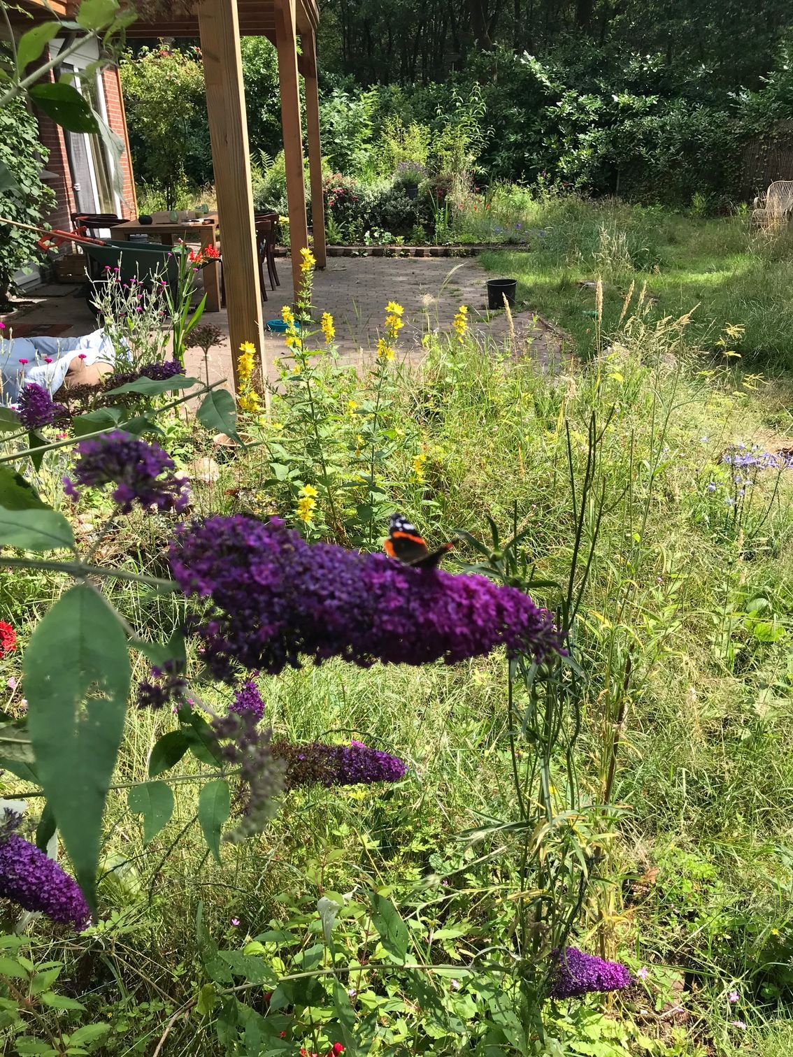 Vanuit de tuin nabij de schuur zie je de veranda omgeven door verschillende bloeiende planten, bloemen en struiken.