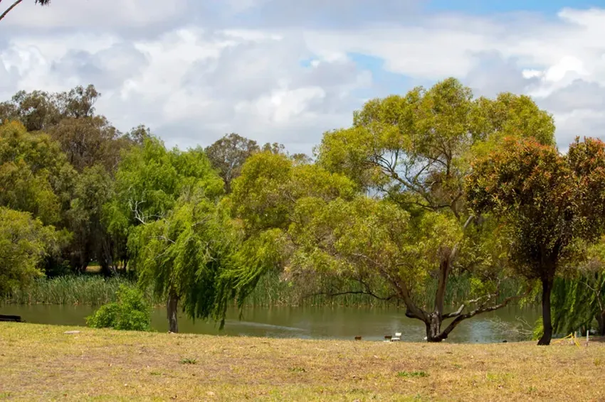 A River Bank Lined With Several Trees — Goulburn Solar In Picton, NSW